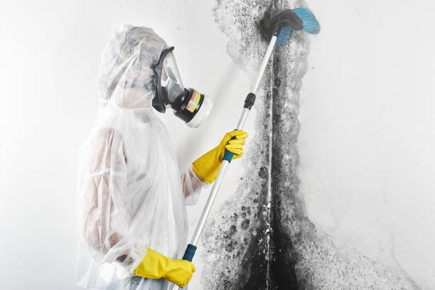 Best Mold Remediation for Healthcare Facilities  in Hampton Bays, NY