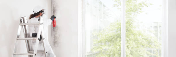 Best Dehumidification Services  in Hampton Bays, NY